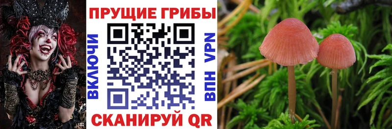 Псилоцибиновые грибы GOLDEN TEACHER  кракен ССЫЛКА  Новокузнецк 